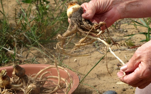 Gansbaai Brunsvigia orientalis terug by die huis na 10 jaar_1